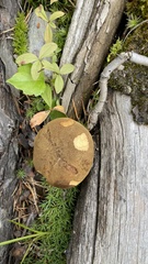 Suillus variegatus