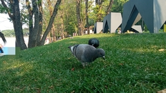 Columba livia domestica