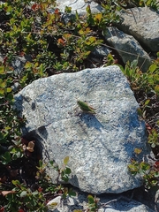 Epipodisma pedemontana
