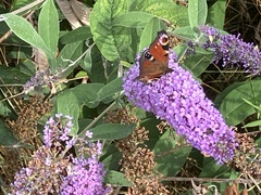 Aglais io