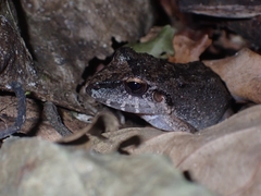 Pristimantis fenestratus
