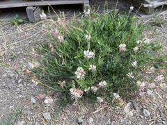 Oenothera