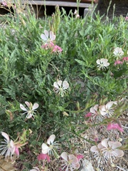 Oenothera