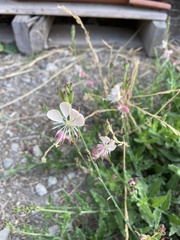 Oenothera