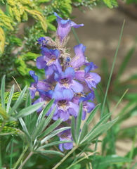 Penstemon gormanii