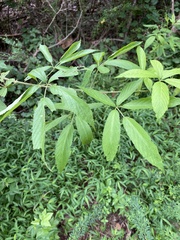 Rubus argutus