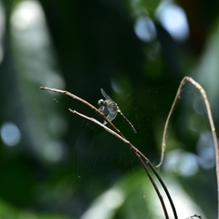 Onychothemis testacea