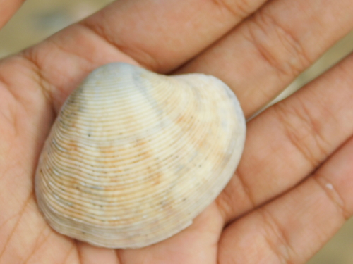 Paphia gallus, 2021-08-12