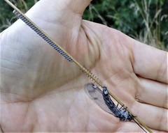 Ululodes quadripunctatus