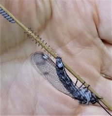 Ululodes quadripunctatus