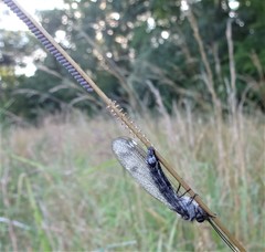 Ululodes quadripunctatus