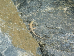 Eutropis bibronii