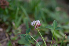Trifolium thalii