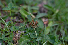 Trifolium thalii