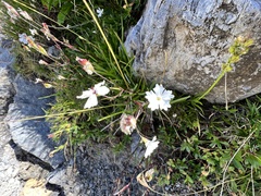 Heliosperma pusillum