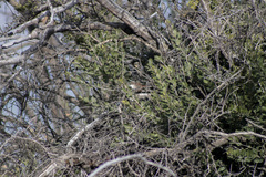 Ochetorhynchus melanurus