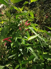 Dicliptera sexangularis