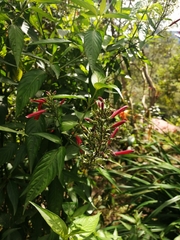 Dicliptera sexangularis