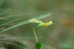 Viola lutea