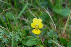Viola lutea