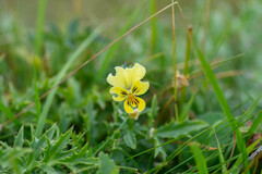 Viola lutea