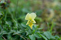 Viola lutea