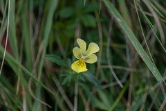 Viola lutea
