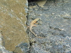 Eutropis bibronii