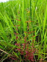 Hypericum dissimulatum