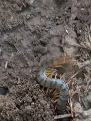 Scolopendra morsitans