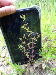 Hypericum dissimulatum