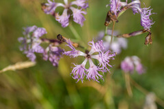 Microbotryum superbum