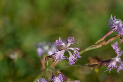 Microbotryum superbum