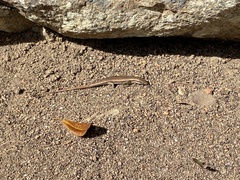 Trachylepis sechellensis