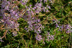 Microbotryum superbum