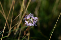 Microbotryum superbum