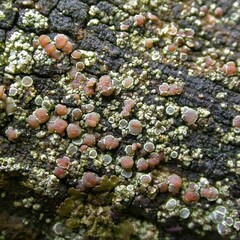 Lecanora saligna