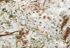 Leptorhaphis atomaria