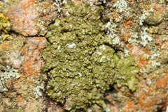 Melanohalea laciniatula