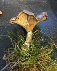 Clitocella popinalis