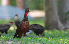 Penelope ochrogaster