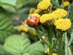 Coccinella septempunctata