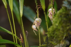 Pleurothallis capitonis