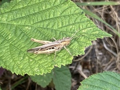Chorthippus brunneus
