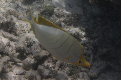 Chaetodon xanthocephalus