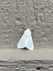 Spilosoma vestalis