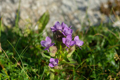 Gentianella campestris campestris
