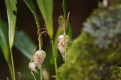 Pleurothallis capitonis