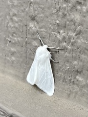 Spilosoma vestalis