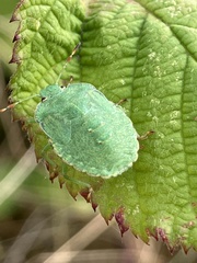 Palomena prasina